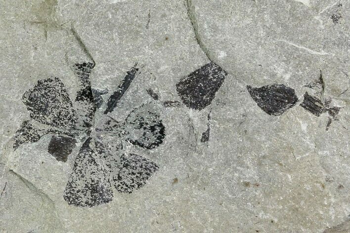 Two Pennsylvanian Fossil Horsetail (Sphenophyllum) Whorl - Kentucky #112896